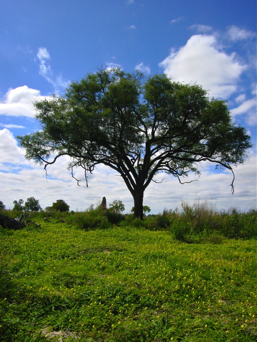ボツワナの木